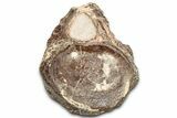 Fossil Plesiosaur Sacral Vertebra - Asfla, Morocco #328645-3